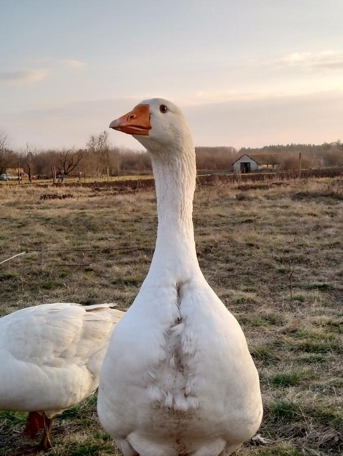 Matejev Konak Susara Buitenkant foto